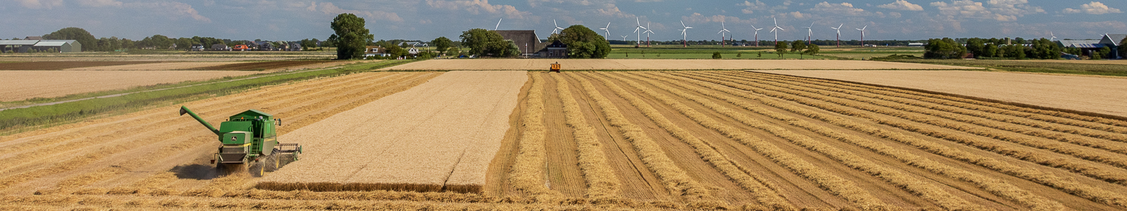 Graanoogst op perceel land tussen de Hoarnestreek en de Slachte in Sexbierum, aan de rand van de Waddenzee.