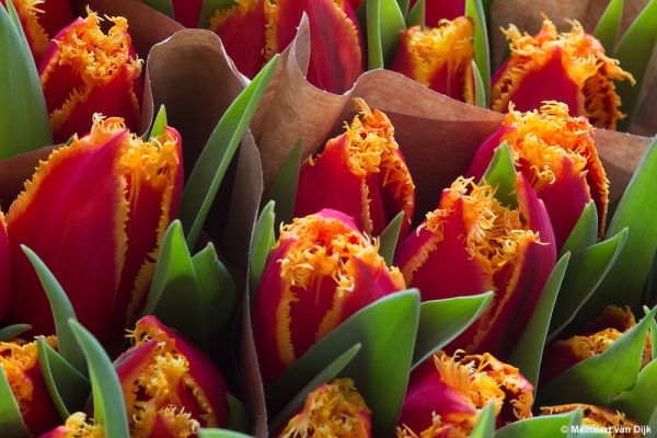 Roosjenstein Tulips | T. Hanenburg
