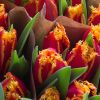 Roosjenstein Tulips | T. Hanenburg